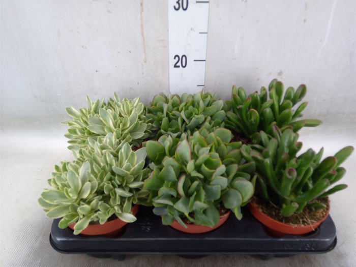 <h4>Crassula   ...mix</h4>