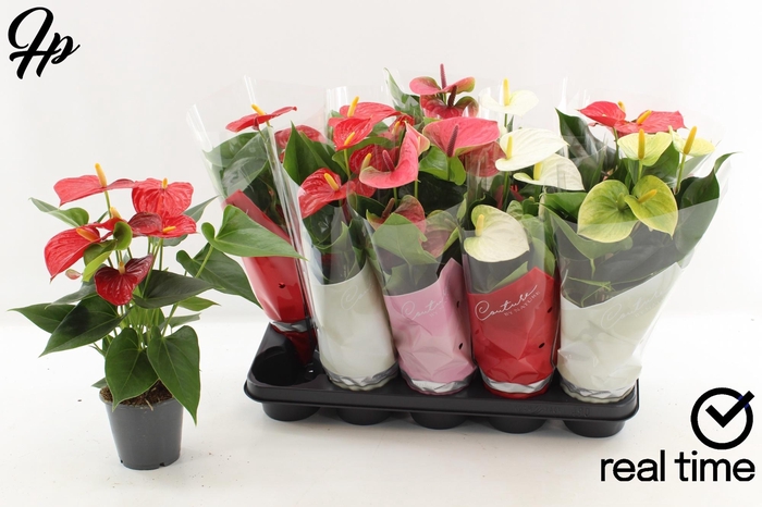 <h4>ANTHU AN GEM 5 KL</h4>