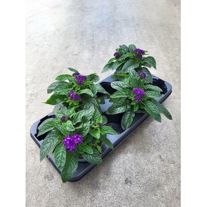 Heliotropium Arborescens Turf verminderd