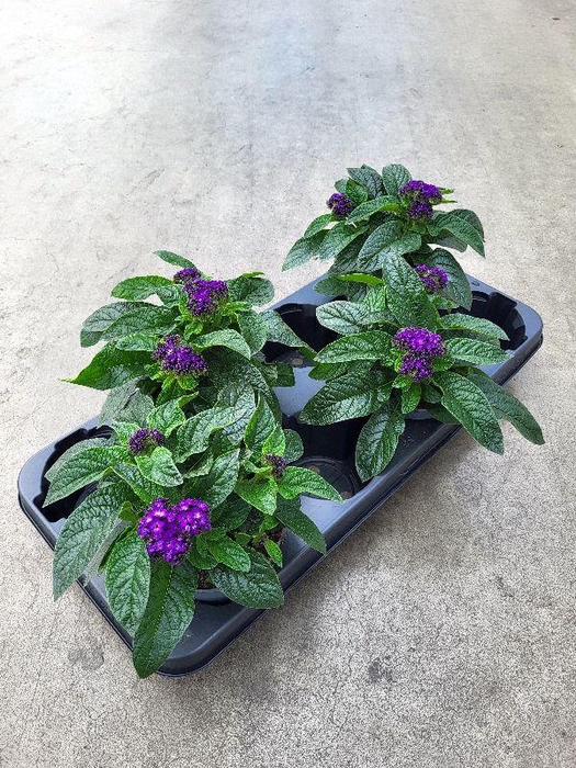 <h4>Heliotropium Arborescens Turf verminderd</h4>
