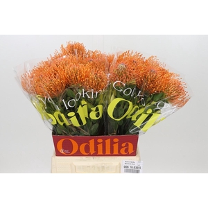 Nutans Ayoba Mandarin Zest