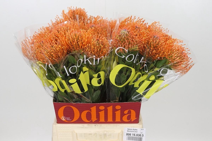 <h4>Nutans Ayoba Mandarin Zest</h4>