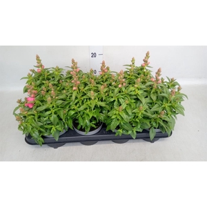Antirrhinum  'Antirinca Rose'