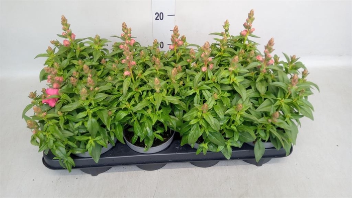 <h4>Antirrhinum  'Antirinca Rose'</h4>