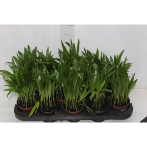 ARECA BAMBU P11