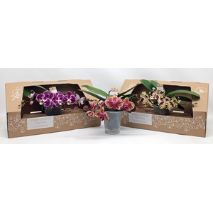 Table Orchid GROEN SPECIAL