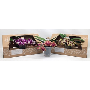 Table Orchid GROEN SPECIAL