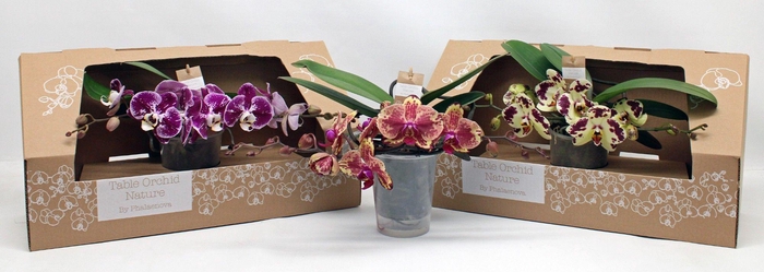 <h4>Table Orchid RIJP SPECIAL</h4>