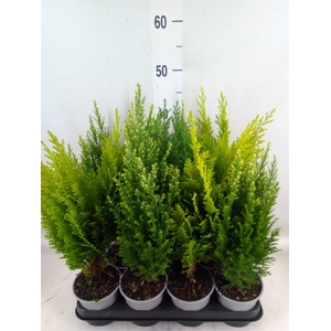 Conifers   ...mix