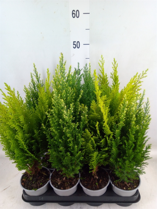 <h4>Conifers   ...mix</h4>