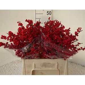 Ilex verticillata L 4