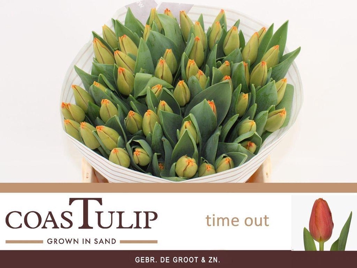 <h4>Tulipa si time out</h4>