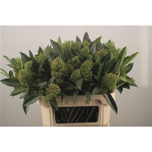 Skimmia Kew Green Bunch