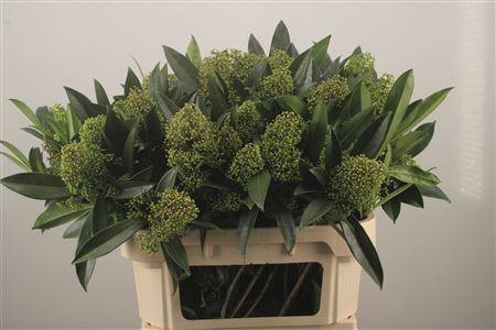 <h4>Skimmia Kew Green Bunch</h4>