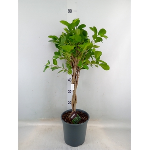 Ficus microcarpa 'Moclame'