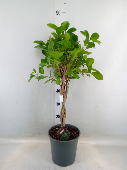 <h4>Ficus microcarpa 'Moclame'</h4>