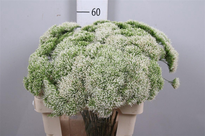 <h4>Trach Lake Powell</h4>