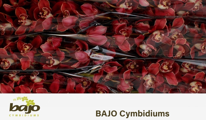 <h4>CYMB T HMS SERENA</h4>