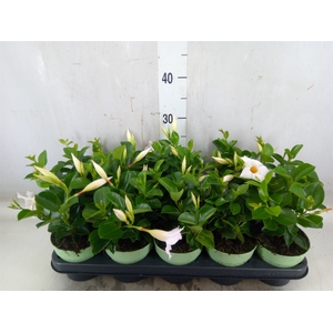 Mandevilla  'Sundavil White'