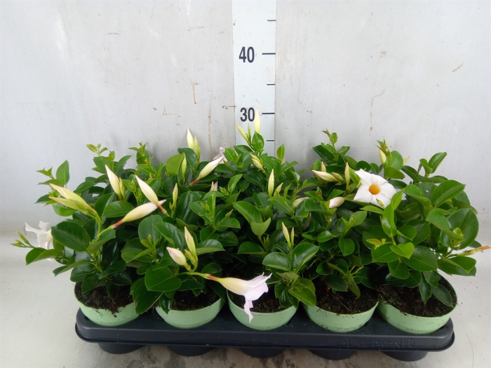 <h4>Mandevilla  'Sundavil White'</h4>