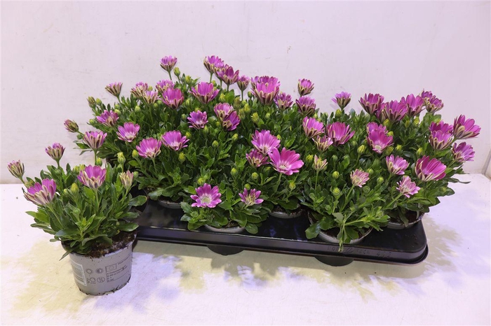 <h4>arr8 Osteo Fp Pink Orbit</h4>