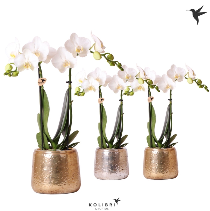 <h4>Kolibri Orchids Phalaenopsis white 2 spike in Luxury pot mix</h4>
