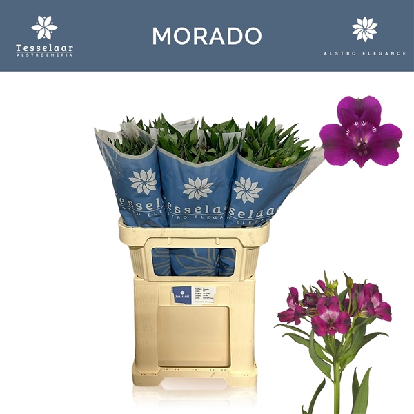 <h4>Alstroemeria Morado 50 gr, jong gewas</h4>