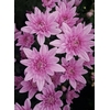 Chr Spray Pink Veronica