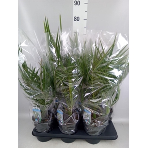 Phoenix canariensis