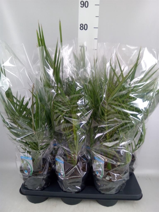 <h4>Phoenix canariensis</h4>