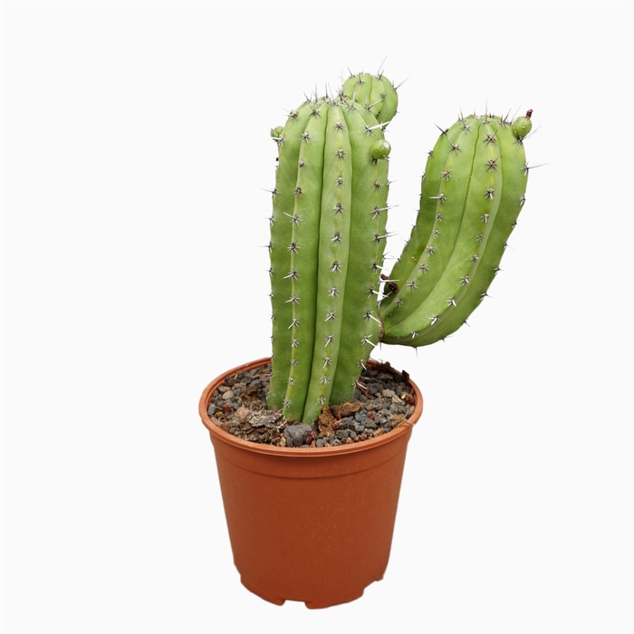 <h4>Polaskia chichipe</h4>