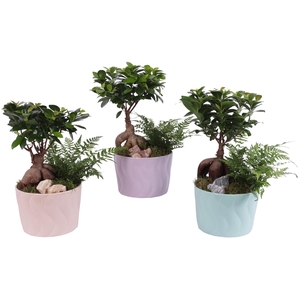 Yearround Arr. Indoor Ceramic Soft Elegance SE662 Ø17cm 2PP