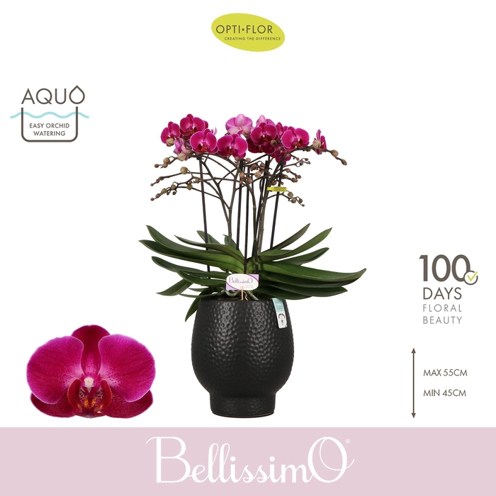 <h4>Bellissimo Amore in Abruzzo Black Aquo</h4>