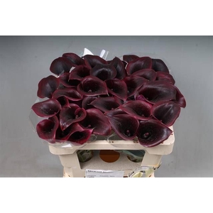 Calla Cantor