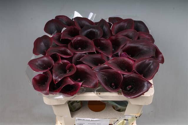 <h4>Calla Cantor</h4>