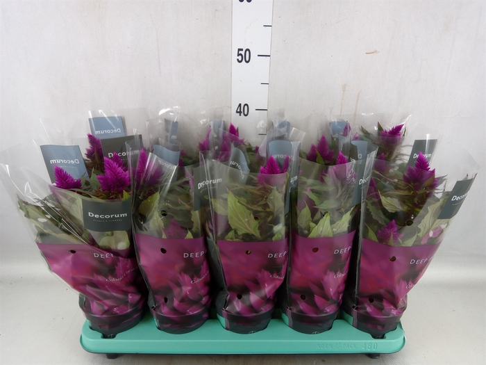 <h4>Celosia arg. SP 'Deep Purple'</h4>