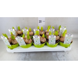 Hyacinthus orie. 'Pearl White'