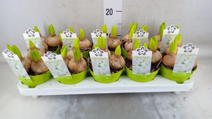 <h4>Hyacinthus orie. 'Pearl White'</h4>