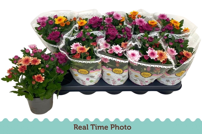 <h4>CHRYS GEM IN POT</h4>