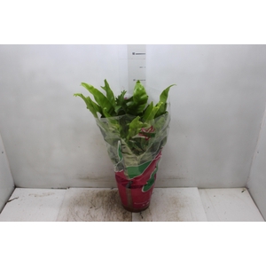 ASPLENIUM CRISSIE P19