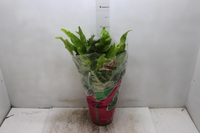 <h4>ASPLENIUM CRISSIE P19</h4>