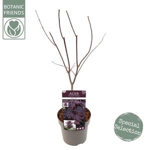 Acer palm. 'Black Lace' ® PREMIUM
