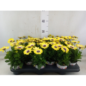Osteospermum  'Serenity Blue Eye B'