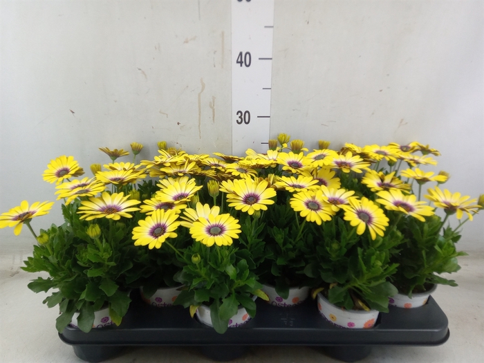 <h4>Osteospermum  'Serenity Blue Eye B'</h4>