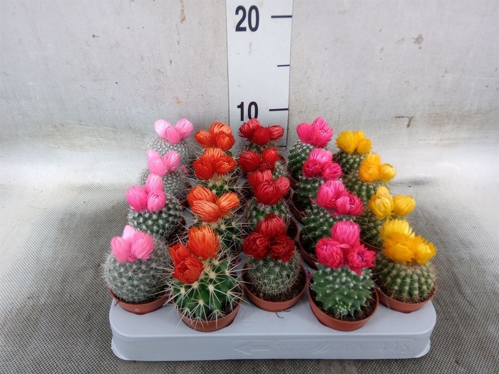 <h4>Cactus   ...decorated</h4>