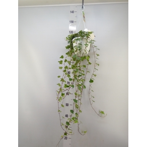 Hedera helix 'Eva'