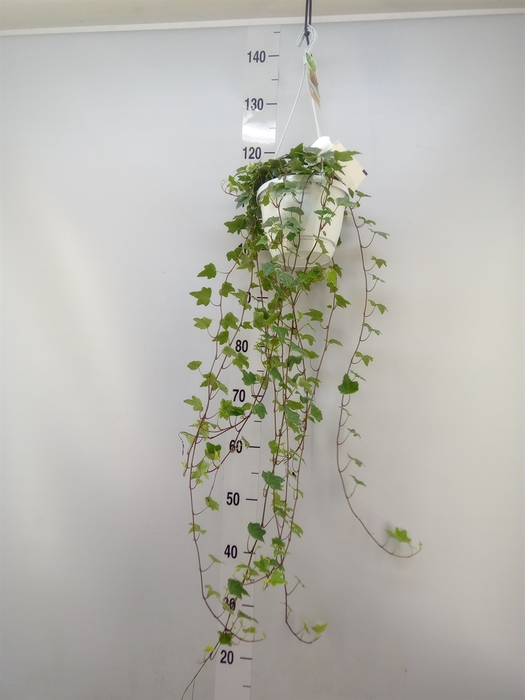<h4>Hedera helix 'Eva'</h4>