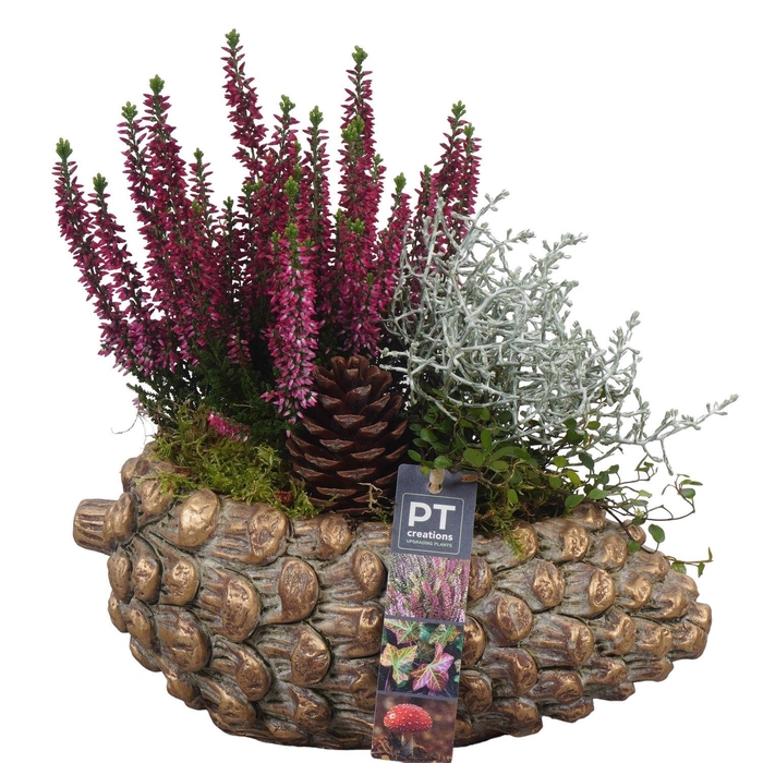 <h4>Arr.   Tuinplanten L%</h4>