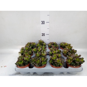 Crassula ovata 'Minor'