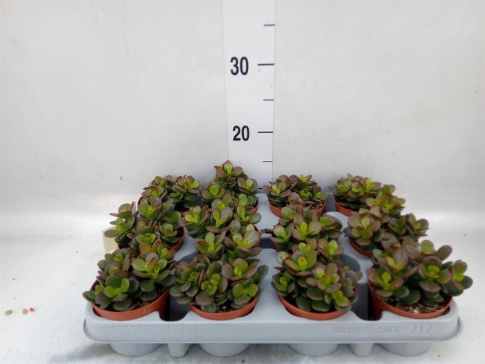 <h4>Crassula ovata 'Minor'</h4>